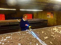 149 MUSEE DU CHAMPIGNON A  SAUMUR 2016 2_000041